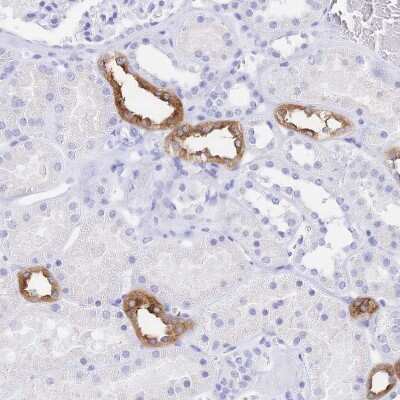 Immunohistochemistry-Paraffin: Uromodulin Antibody [NBP2-33730]