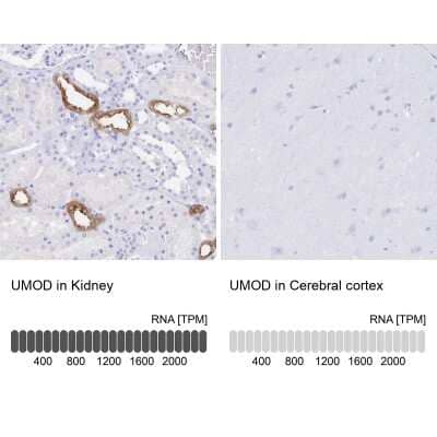 Immunohistochemistry-Paraffin: Uromodulin Antibody [NBP2-33730]