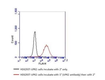 Flow Cytometry: Uroplakin II Antibody [NBP2-38904]