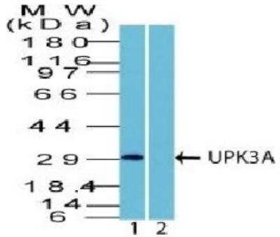 Western Blot: Uroplakin III AntibodyBSA Free [NBP2-33126]