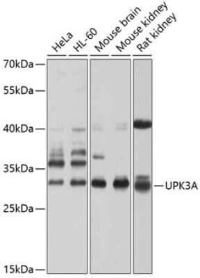 Western Blot: Uroplakin III AntibodyBSA Free [NBP2-94533]