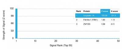 Protein Array: Uroplakin Ia Antibody (UPK1A/2921) [NBP2-79733]