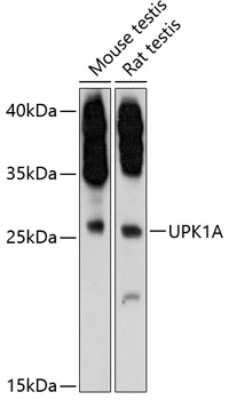 Western Blot: Uroplakin Ia AntibodyAzide and BSA Free [NBP2-93229]