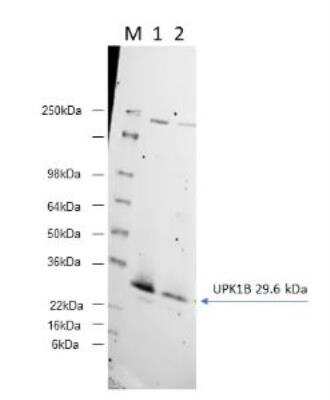 Western Blot: Uroplakin Ib Antibody [NBP1-80656]