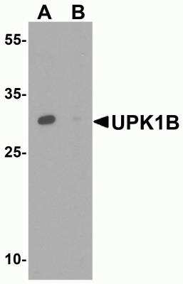 Western Blot: Uroplakin Ib AntibodyBSA Free [NBP2-81768]