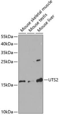 Western Blot: Urotensin-2 AntibodyAzide and BSA Free [NBP2-94140]