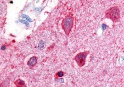 Immunohistochemistry-Paraffin: Urotensin-II R/GPR14 Antibody - BSA Free [NLS374]