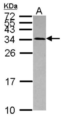 Western Blot: Use1/UBE2Z Antibody [NBP2-20822]