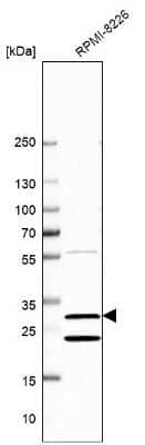 Western Blot: Use1/UBE2Z Antibody [NBP1-82785]