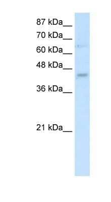 Western Blot: Use1/UBE2Z Antibody [NBP1-91539]