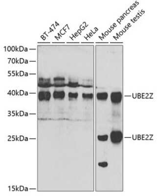 Western Blot: Use1/UBE2Z AntibodyBSA Free [NBP2-95110]