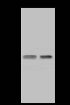 Western Blot: Use1/UBE2Z Antibody [NBP2-97553]