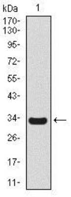 Western Blot: Uteroglobin/SCGB1A1 Antibody (3A8B8)BSA Free [NBP2-37439]