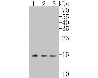 Western Blot: Uteroglobin/SCGB1A1 Antibody (JU34-03) [NBP2-75705]