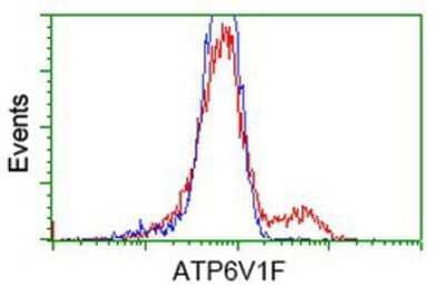 Flow Cytometry: V-type proton ATPase subunit F Antibody (OTI1B8) [NBP2-03498]