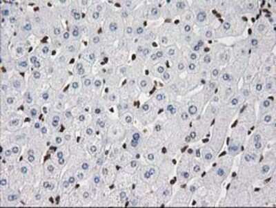 Immunohistochemistry-Paraffin: V-type proton ATPase subunit F Antibody (OTI1B8) [NBP2-03498]