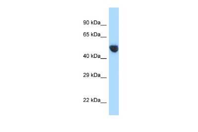 Western Blot: V1a Vasopressin R/AVPR1A Antibody [NBP2-84325]