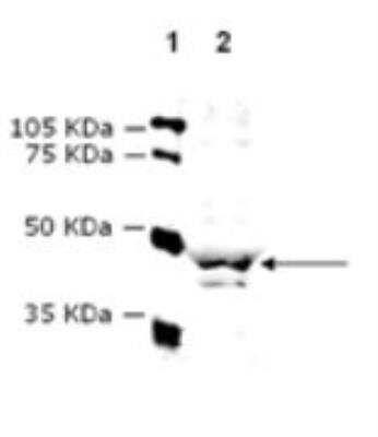 Western Blot: V1a Vasopressin R/AVPR1A Antibody [NBP2-89071]