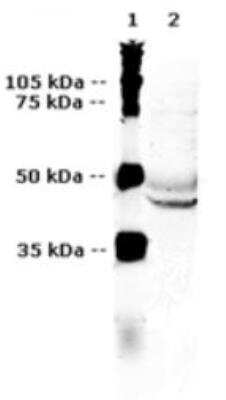 Western Blot: V2 Vasopressin R/AVPR2 Antibody [NBP2-89072]