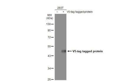 Western Blot: V5 Epitope Tag Antibody (1071) [NBP2-43626]