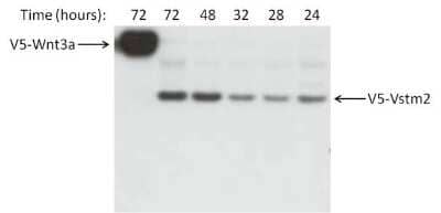 Western Blot: V5 Epitope Tag Antibody (E10/V4RR)Azide and BSA Free [NBP2-37825]