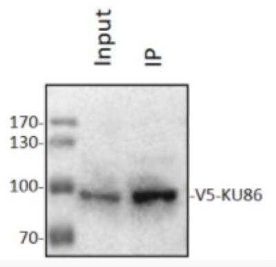 Immunoprecipitation: V5 Epitope Tag Antibody - BSA Free [NB600-381]