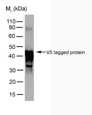 Western Blot: V5 Epitope Tag Antibody (SV5-Pk5)BSA Free [NBP1-80562]