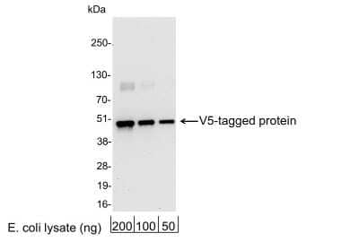 Western Blot: V5 Epitope Tag AntibodyBSA Free [NB600-379]