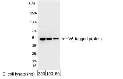 Western Blot: V5 Epitope Tag AntibodyBSA Free [NB600-380]