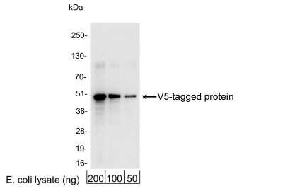Western Blot: V5 Epitope Tag AntibodyBSA Free [NB600-381]