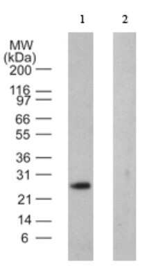 Western Blot: VABP Antibody (6C239.4)Azide and BSA Free [NBP2-81004]