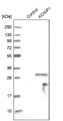 Western Blot: VABP Antibody [NBP1-81560]