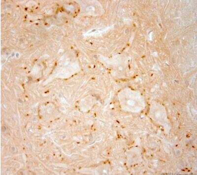 Immunohistochemistry-Paraffin: VAChT/SLC18A3 Antibody [NB100-91348]