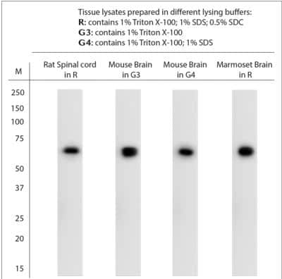 Western Blot: VAChT/SLC18A3 Antibody [NB100-91348]