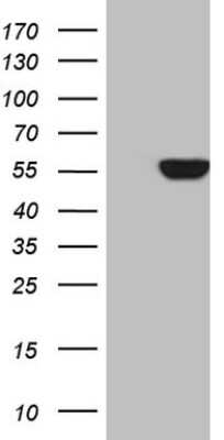 Western Blot: VAM1 Antibody (OTI3H5) [NBP2-45909]