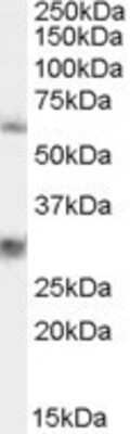 Western Blot: VAM1 Antibody [NB100-1366]