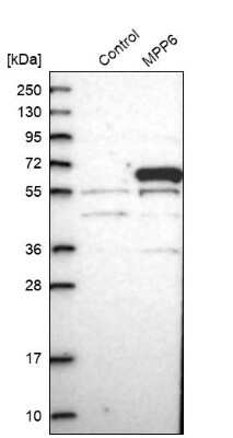 Western Blot: VAM1 Antibody [NBP1-87364]