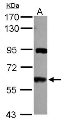 Western Blot: VAM1 Antibody [NBP2-15157]