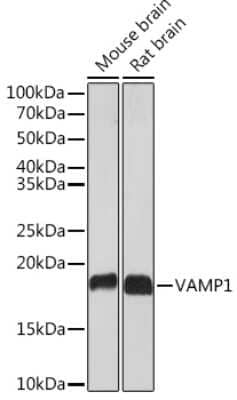 Western Blot: VAMP-1 Antibody (1A3K6) [NBP3-16212]