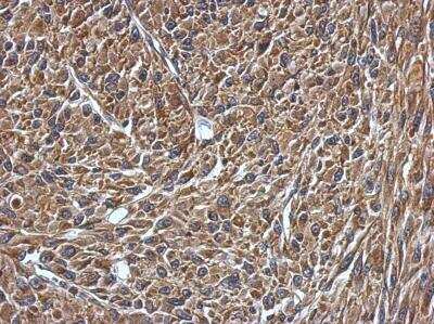 Immunohistochemistry-Paraffin: VAMP-1 Antibody [NBP2-15159]