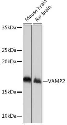 Western Blot: VAMP-2 Antibody (8X9D9) [NBP3-16362]