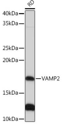 Western Blot: VAMP-2 Antibody (8X9D9) [NBP3-16362]