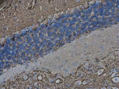 Immunohistochemistry-Paraffin: VAMP-2 Antibody [NBP3-13179]