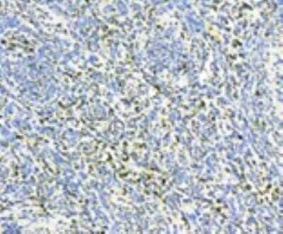 Immunohistochemistry-Paraffin: VAMP-1/VAMP-2 Antibody (SP10) [NBP1-19332]