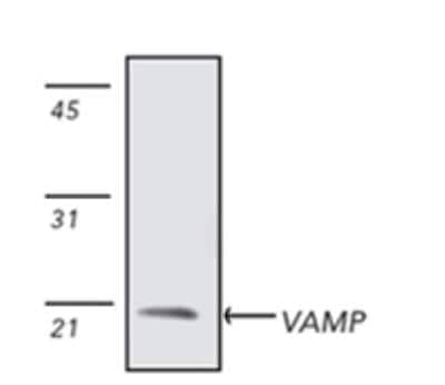 Western Blot: VAMP-1/VAMP-2 Antibody (SP10) [NBP1-19332]