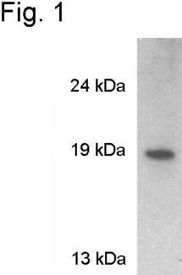 Western Blot: VAMP-2 Antibody [NB300-595]