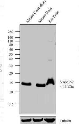 Western Blot: VAMP-2 Antibody [NB300-595]