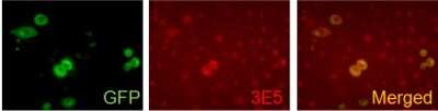 Immunocytochemistry/ Immunofluorescence: VAMP-5 Antibody (3E5) - BSA Free [NBP2-50357]