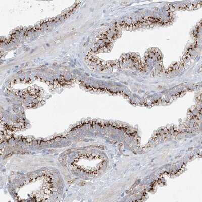 Immunohistochemistry-Paraffin: VAMP-5 Antibody [NBP1-85913]