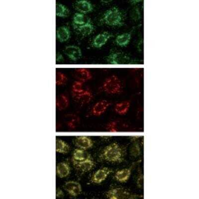 Immunocytochemistry/ Immunofluorescence: VAMP-7 Antibody (158.2) [NBP1-07118]
